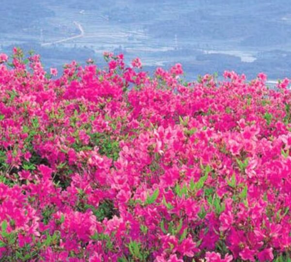 176566236_4107007352691147_1204018708334691331_n