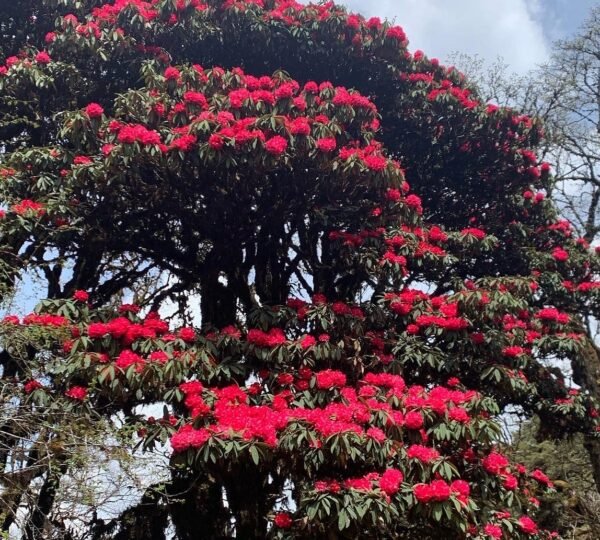 1_uIdufe5caueNVGfm-WRA5w