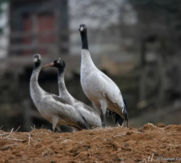 Black-Necked-Crane-in-Bhutan