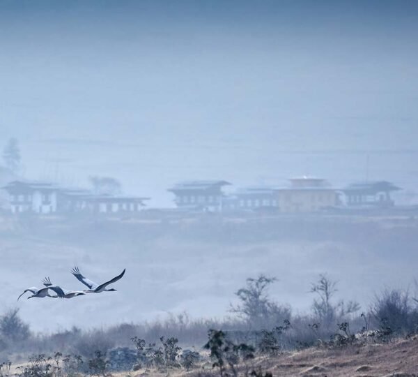 Blacked necked crane